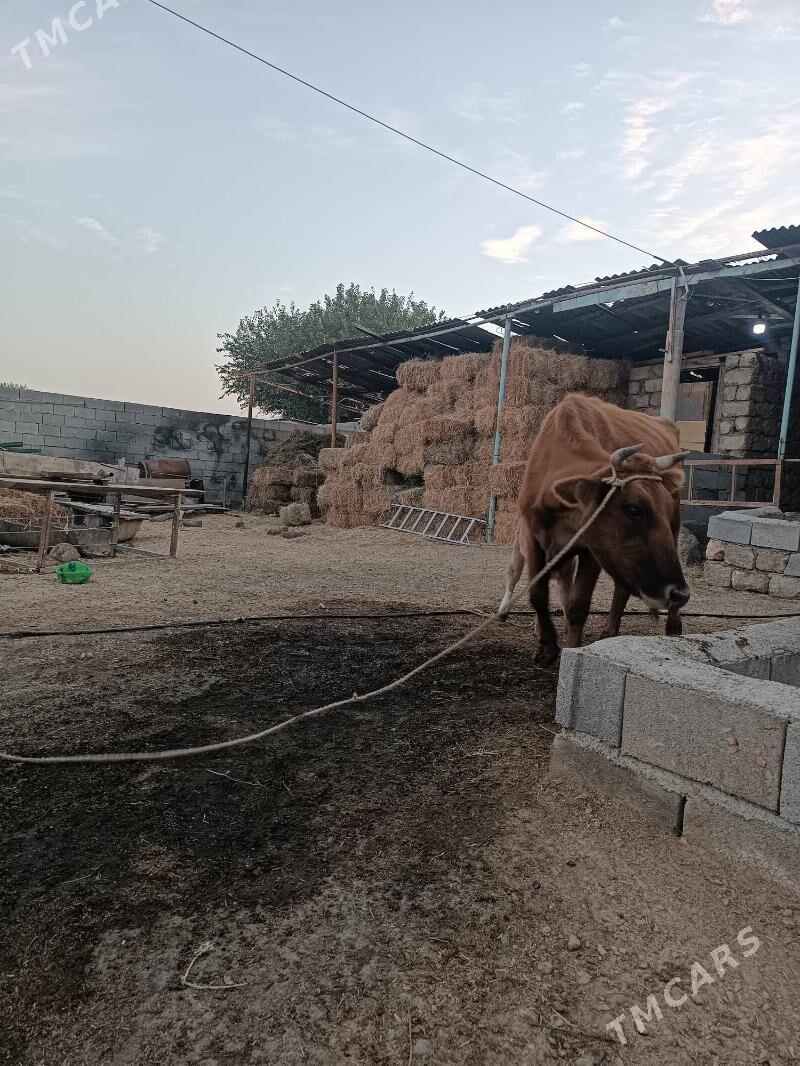 GÖLELI SYGYR - Гёкдепе - img 3