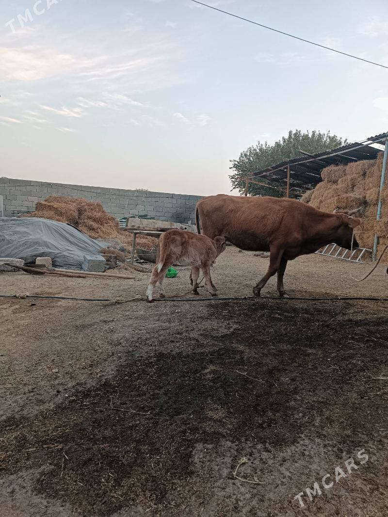 GÖLELI SYGYR - Гёкдепе - img 2