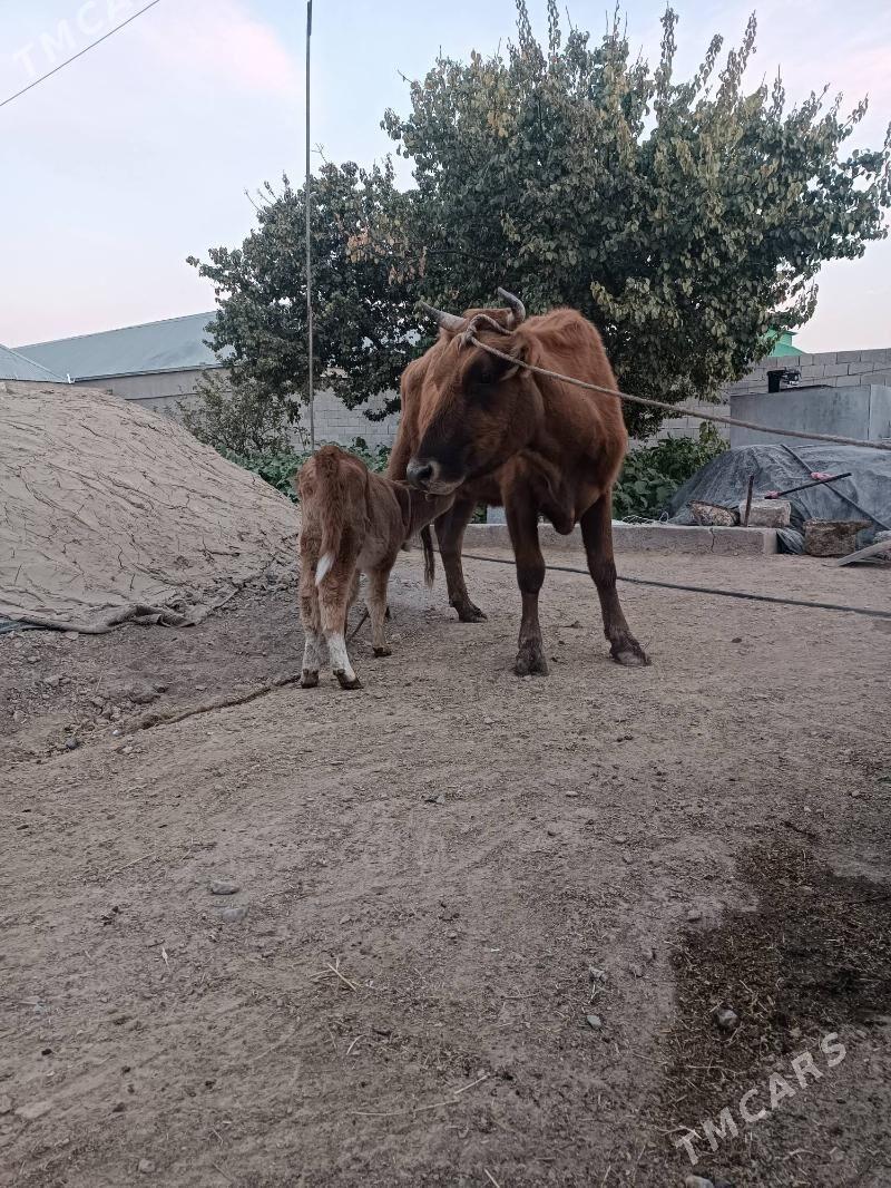 GÖLELI SYGYR - Гёкдепе - img 4