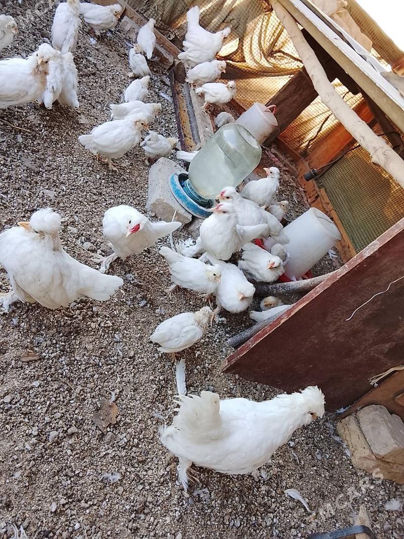 karlık jüyje - Çärjew - img 3