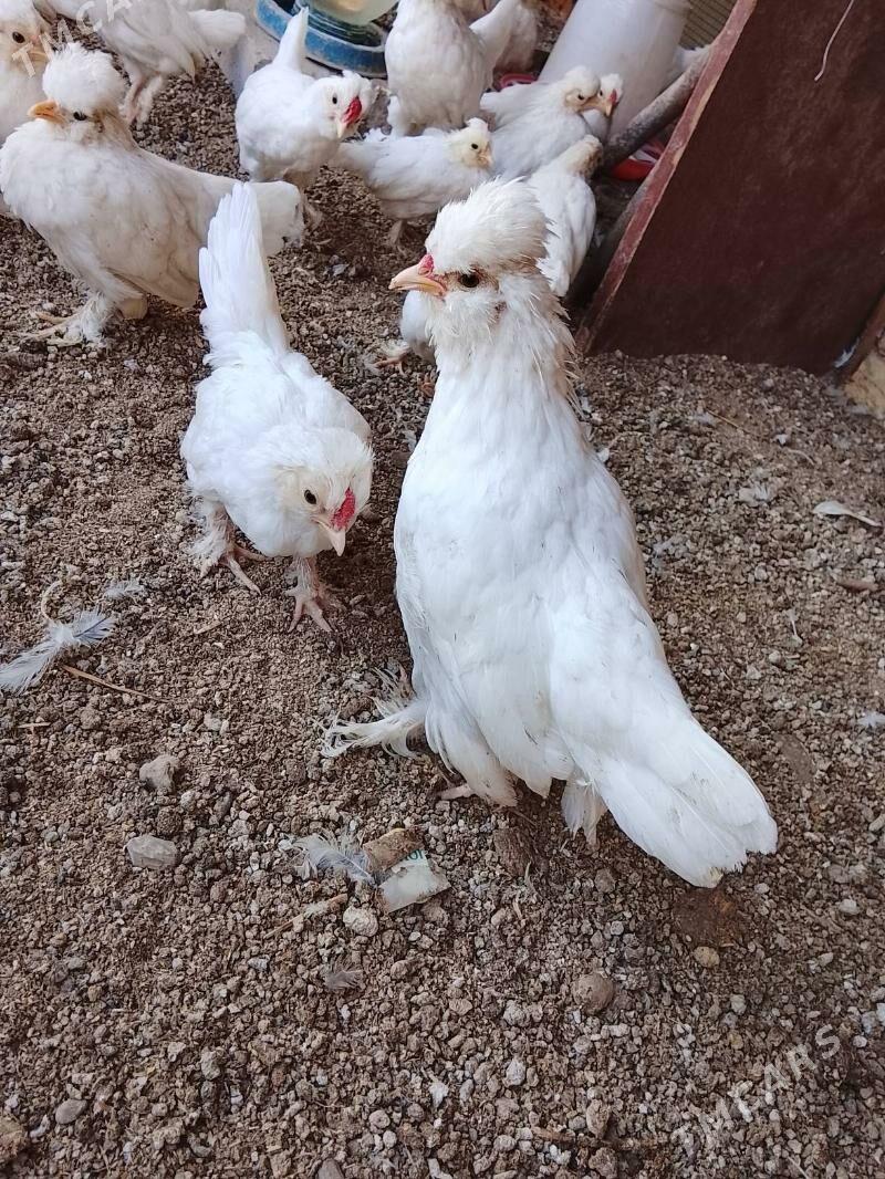 karlık jüyje - Çärjew - img 2