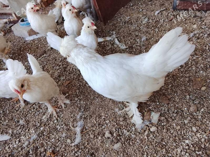 karlık jüyje - Çärjew - img 4