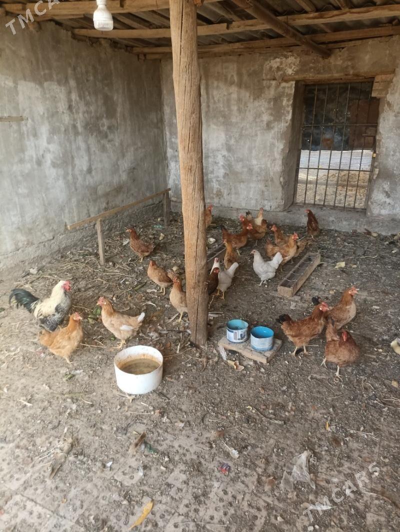 towuk - Mary - img 2