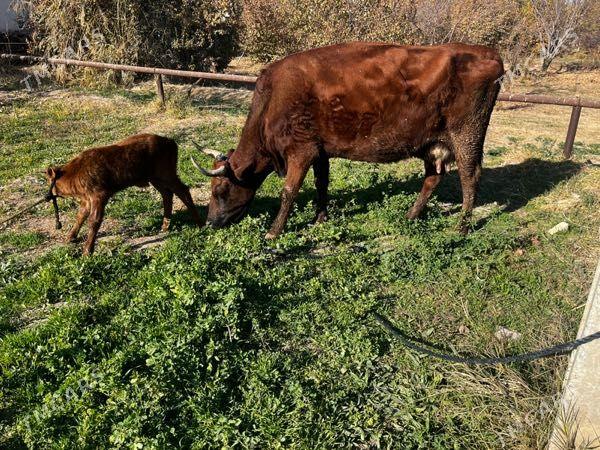 Goleli sygyr - Мары - img 3