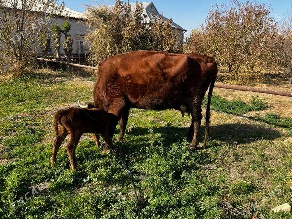 Goleli sygyr - Мары - img 2