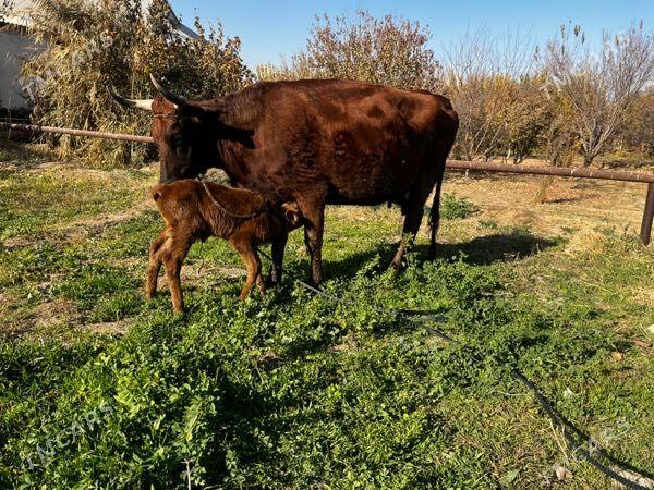 Goleli sygyr - Мары - img 6