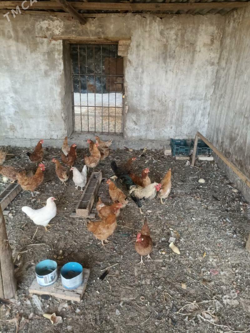 towuk - Mary - img 3