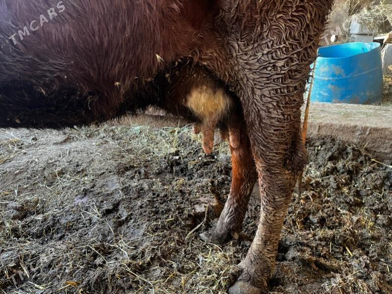 Goleli sygyr - Мары - img 5