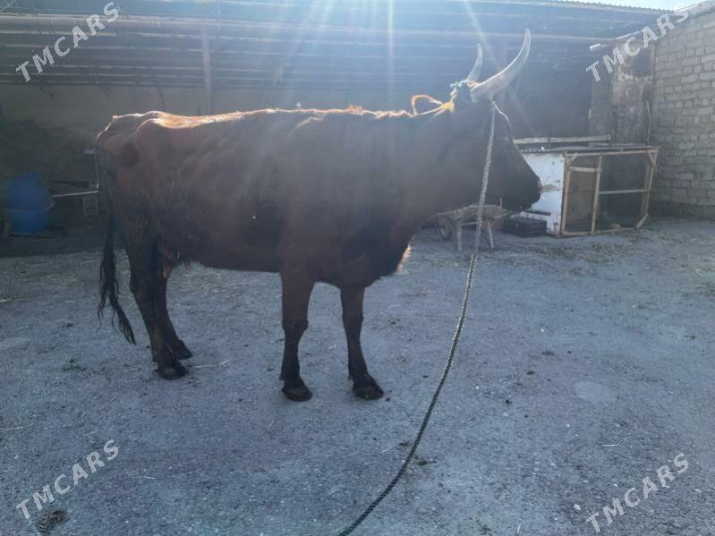 Goleli sygyr - Мары - img 4