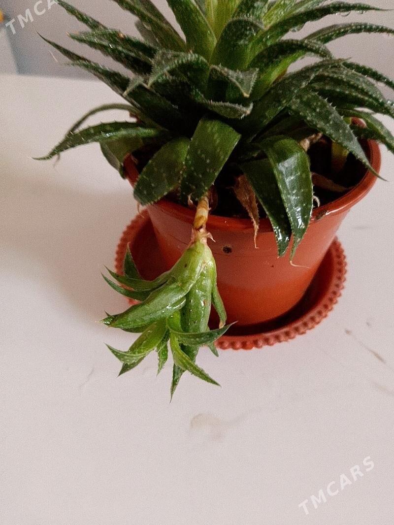 Хавортия - 30 мкр - img 7