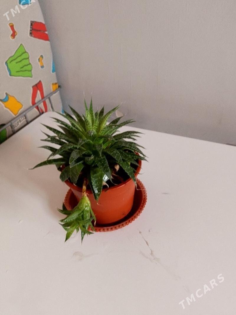 Хавортия - 30 мкр - img 5