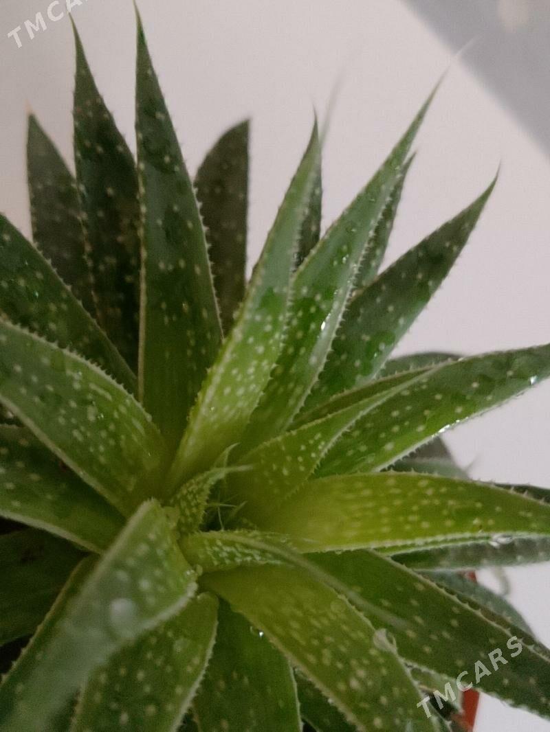 Хавортия - 30 мкр - img 2