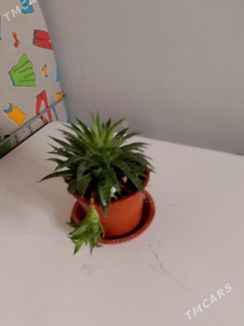 Хавортия - 30 мкр - img 4