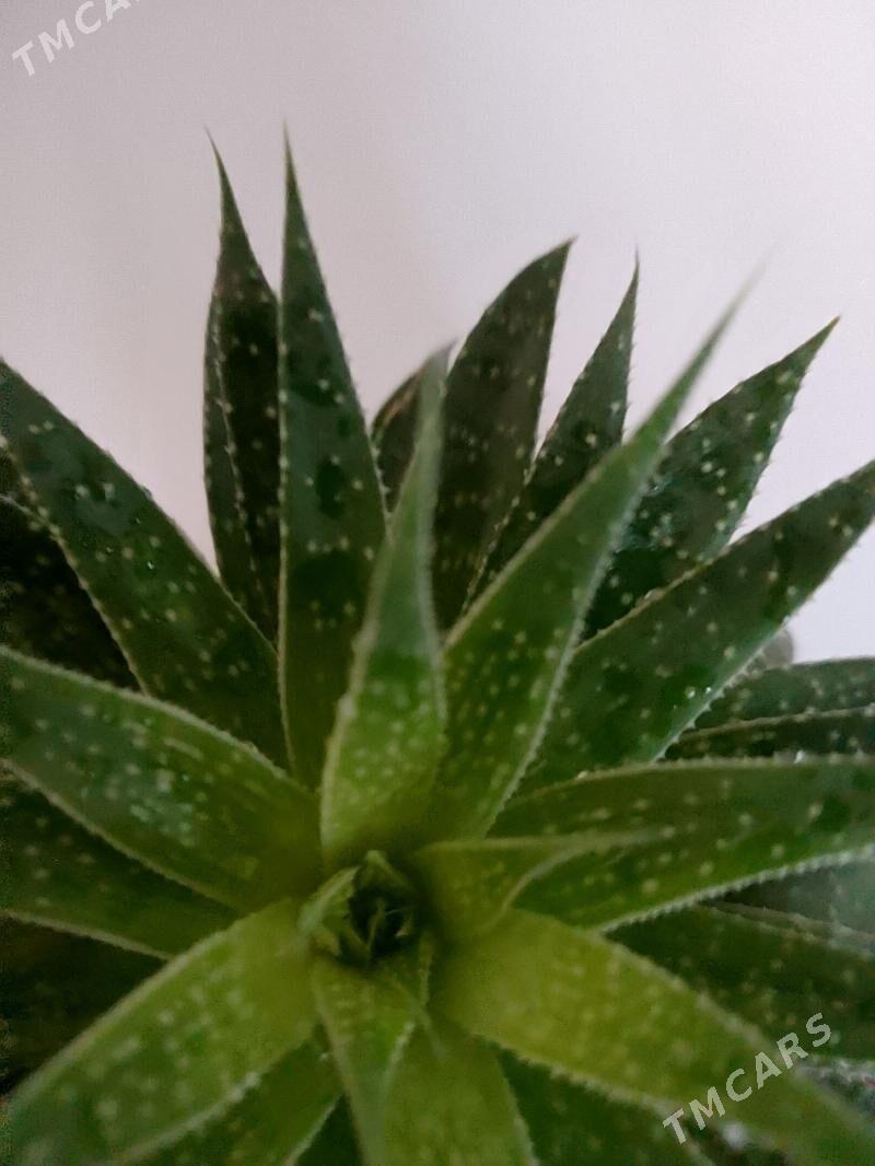 Хавортия - 30 мкр - img 3