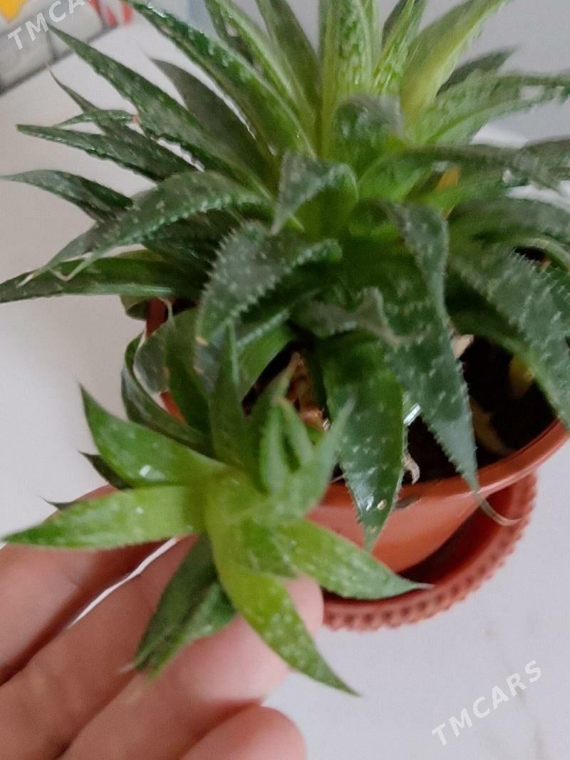 Хавортия - 30 мкр - img 1