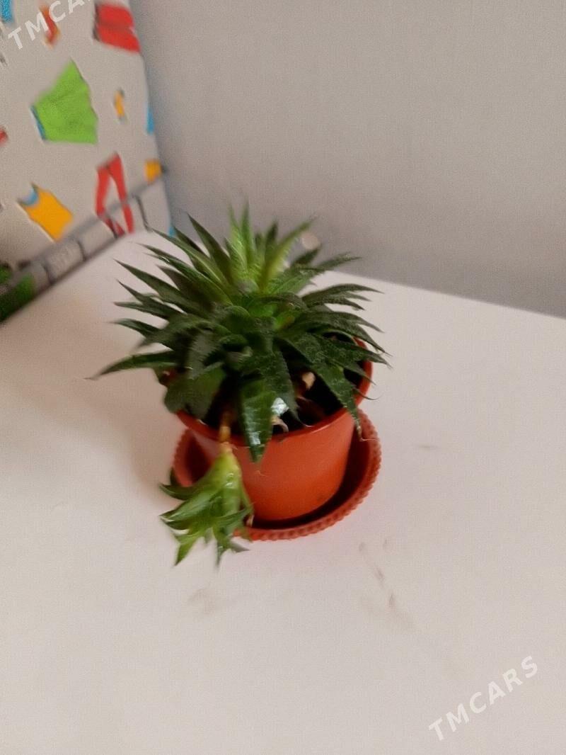 Хавортия - 30 мкр - img 6