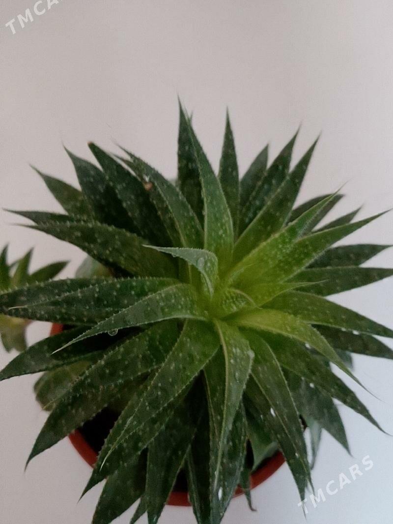 Хавортия - 30 мкр - img 8