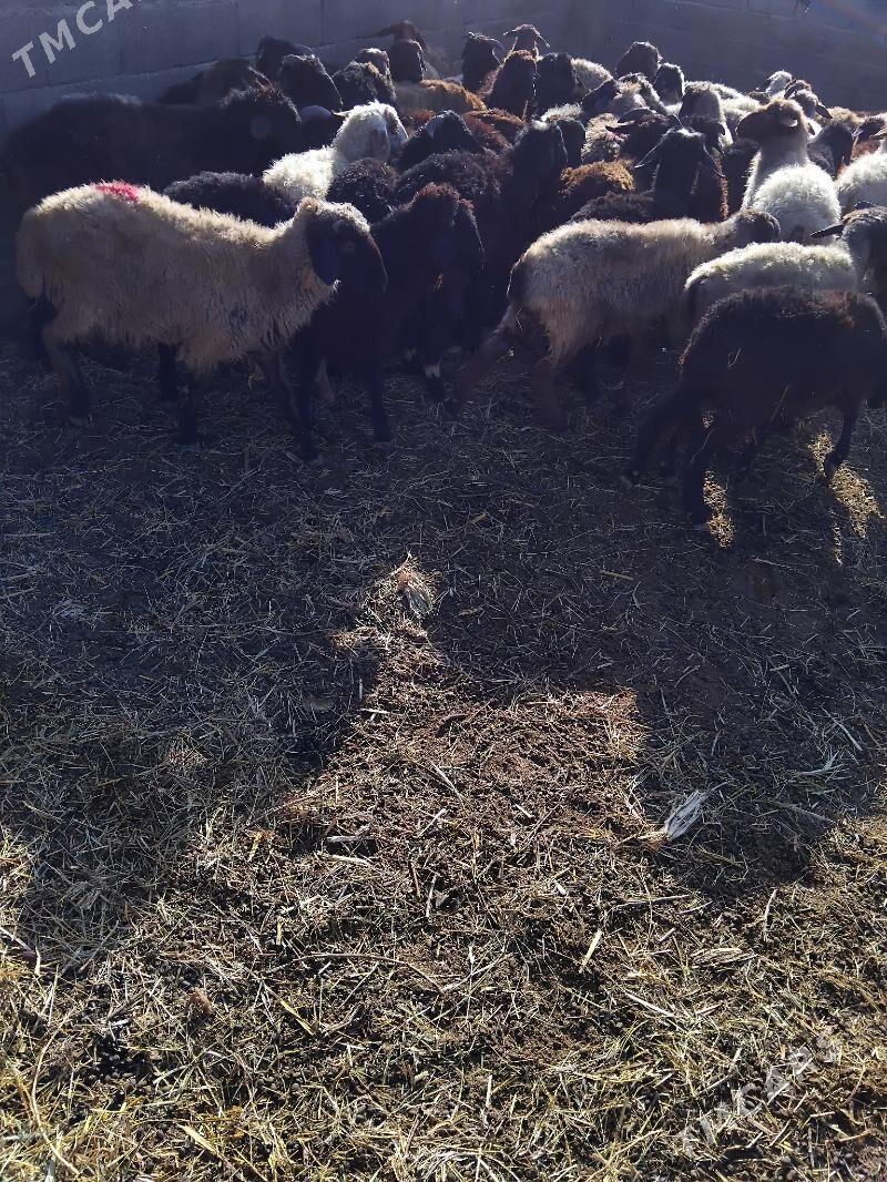 tokly - Bäherden - img 3