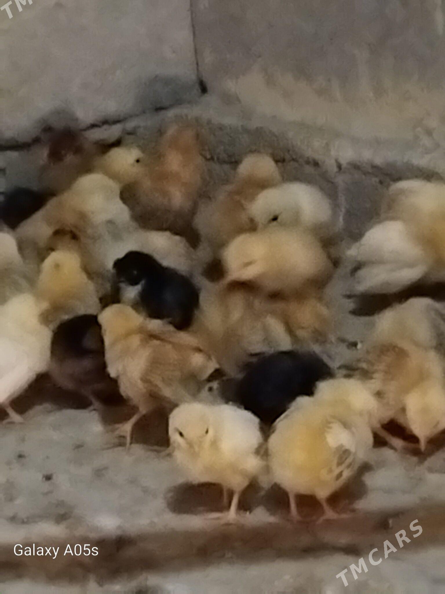 JÜJE - Бахарден - img 1