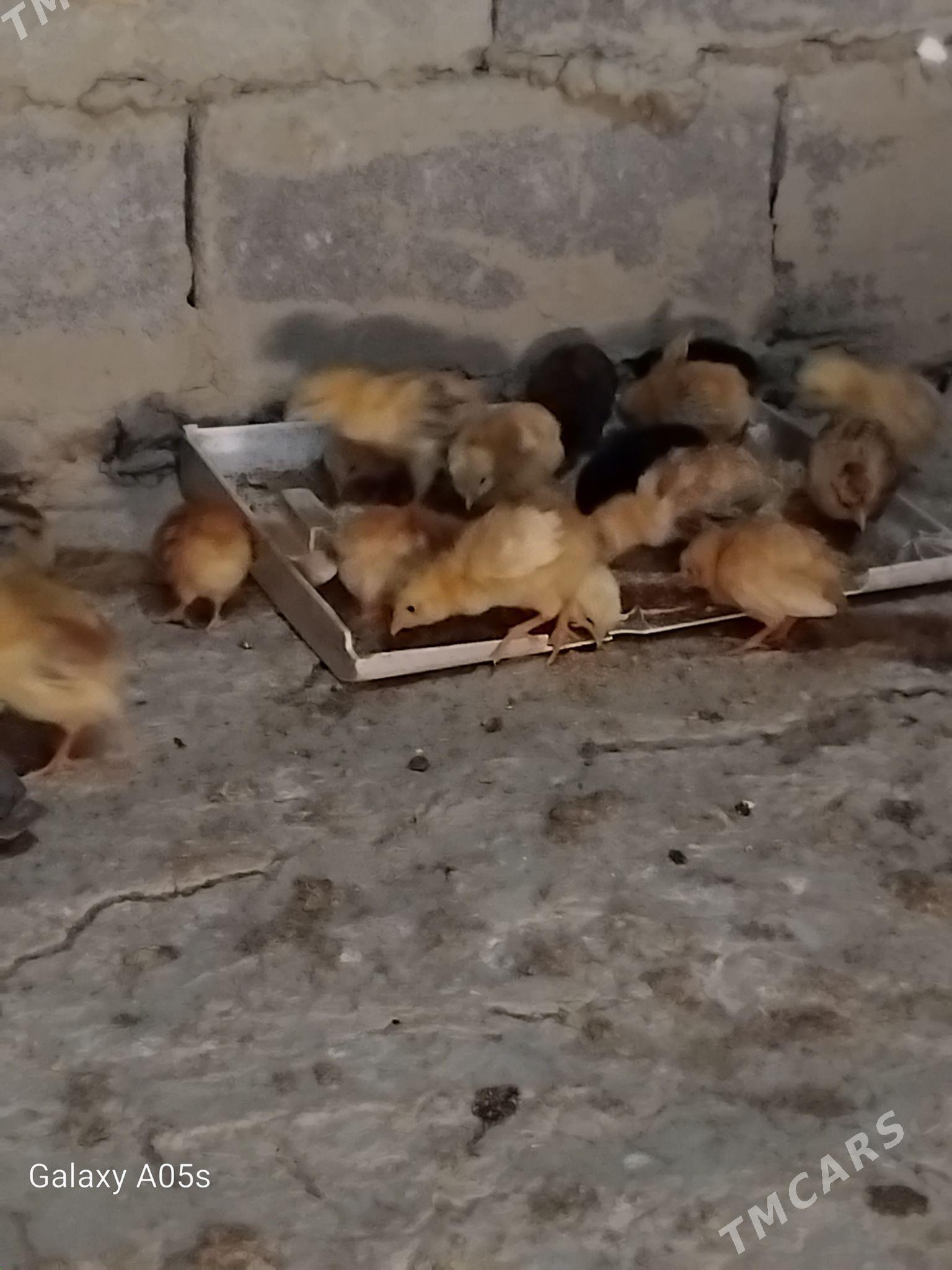 JÜJE - Бахарден - img 2