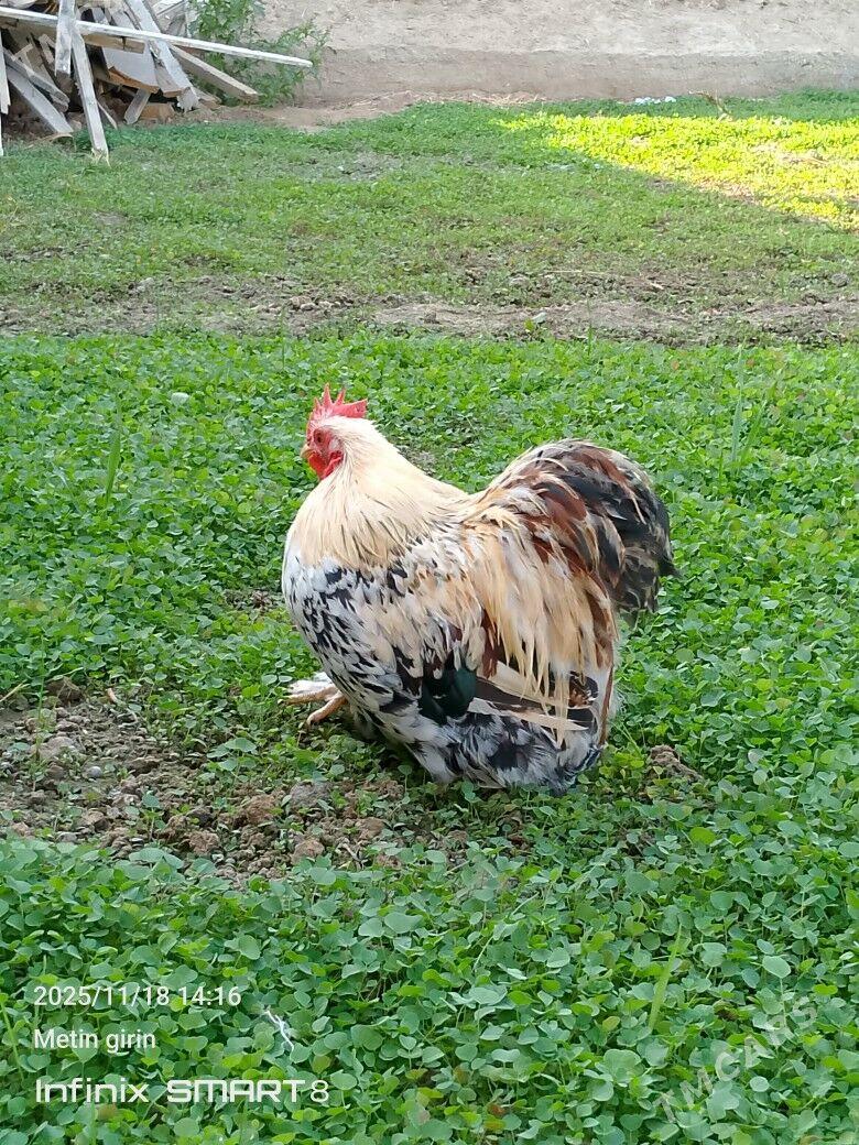 karlyk kokyn - Mary - img 3