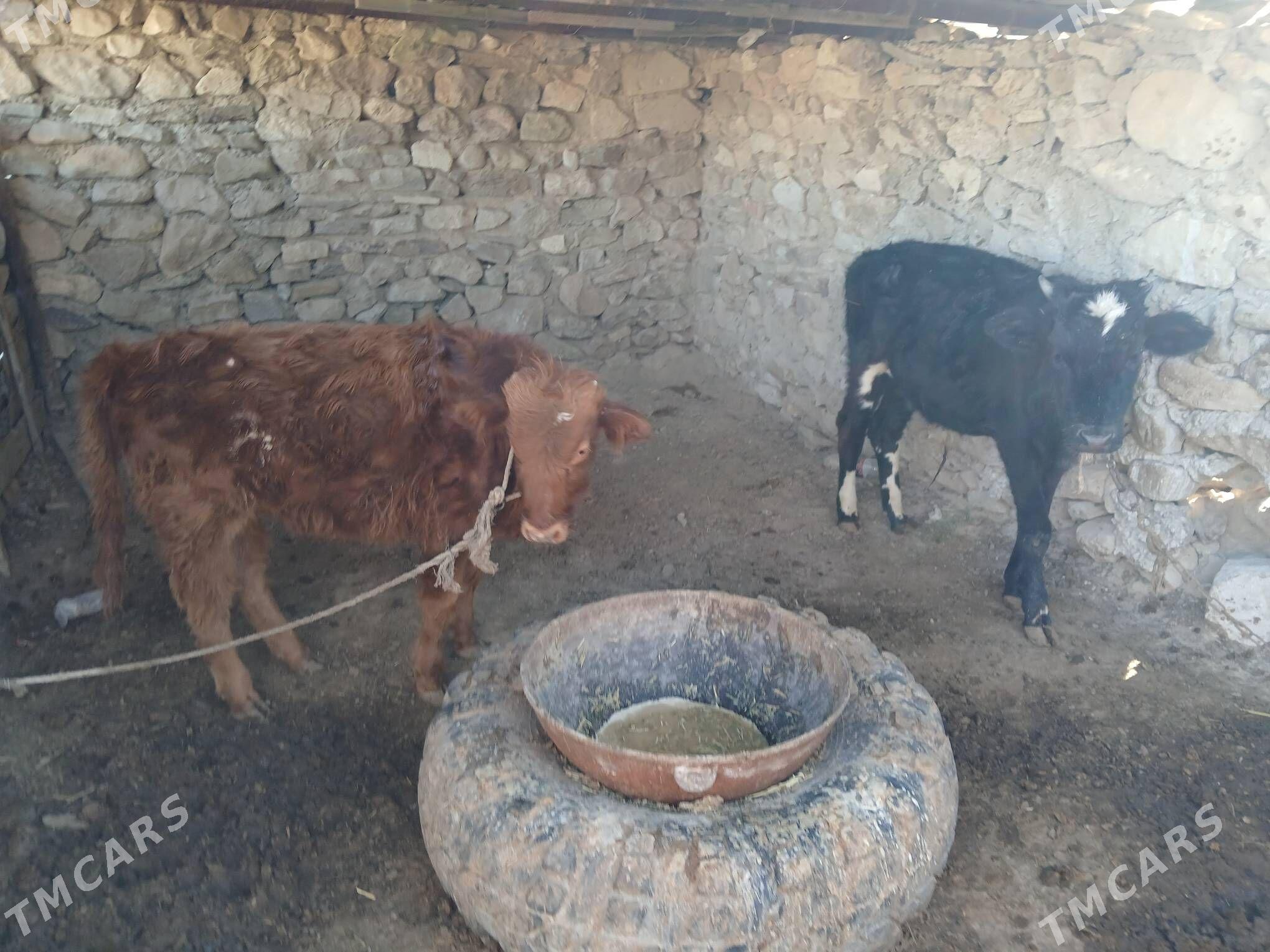 öküz - Jebel - img 2