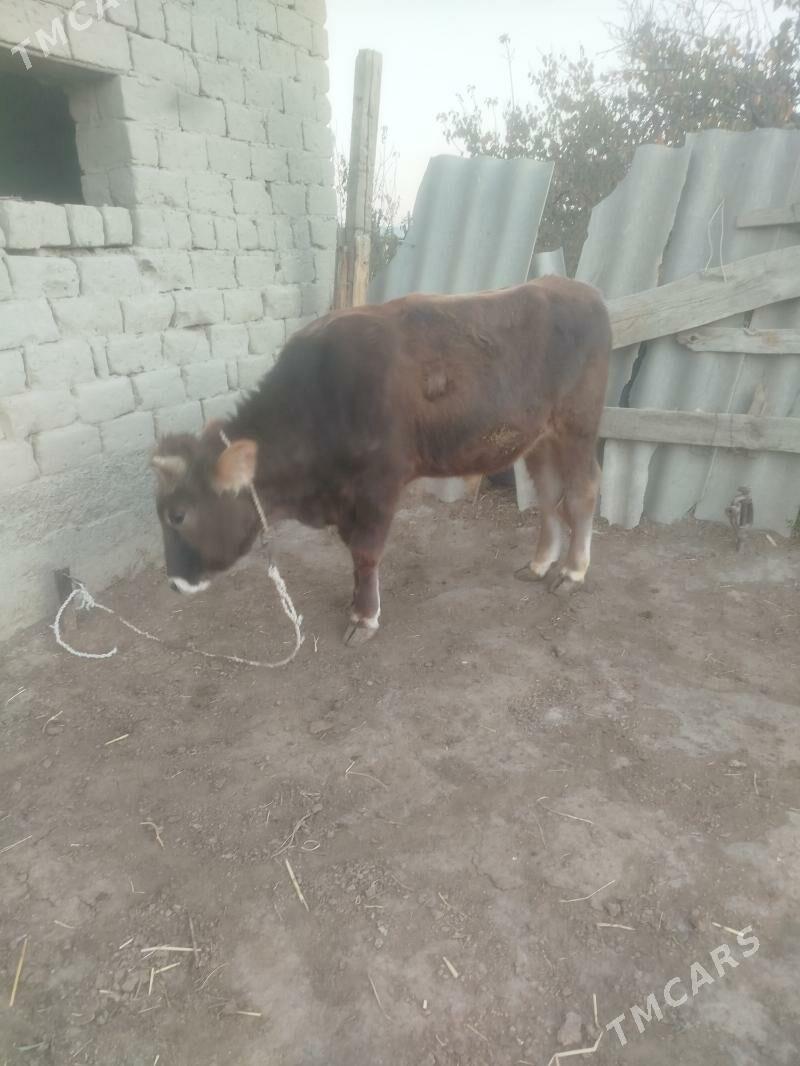 okuz - Bäherden - img 3