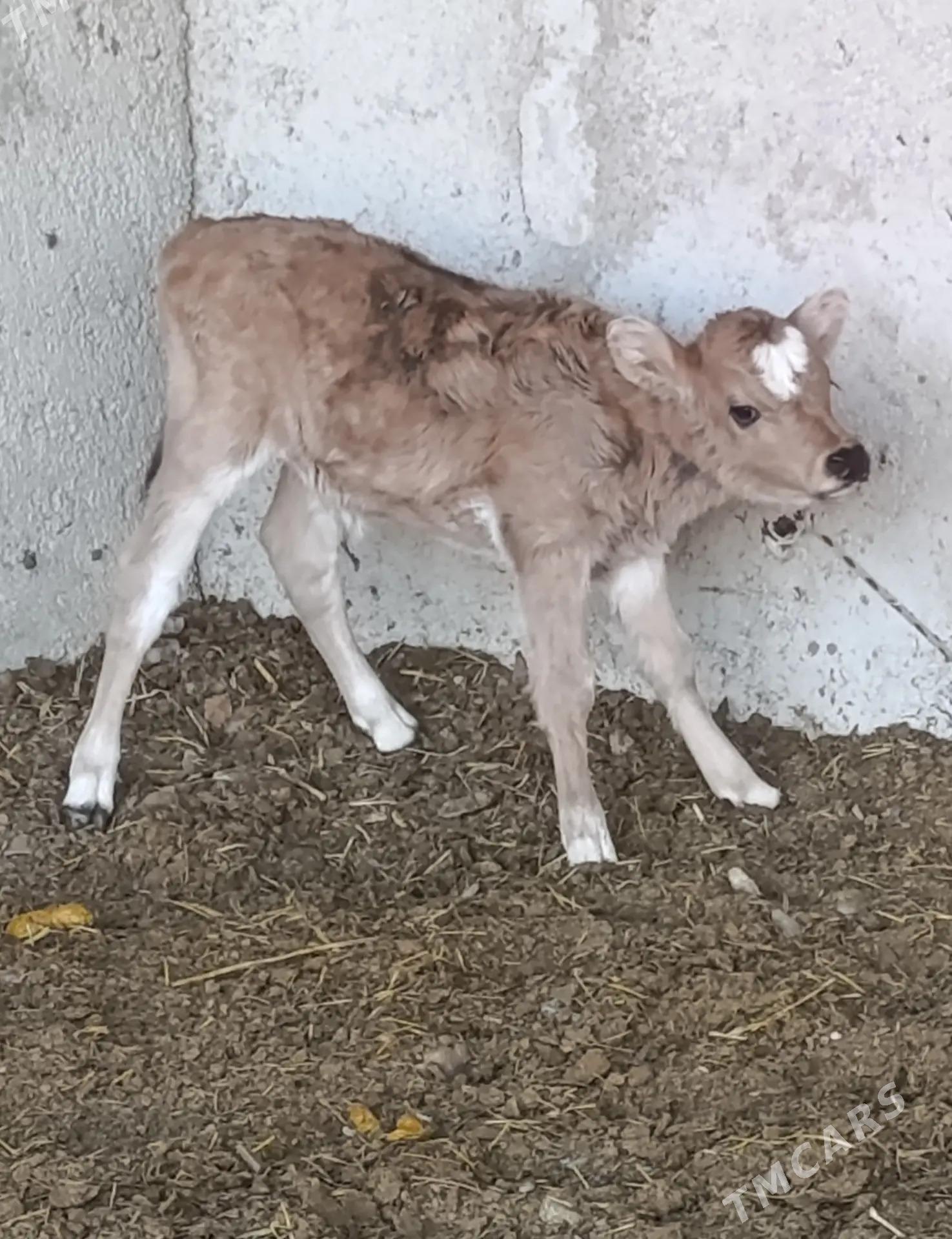 GÖLELİ SYGYR - Гёкдепе - img 4