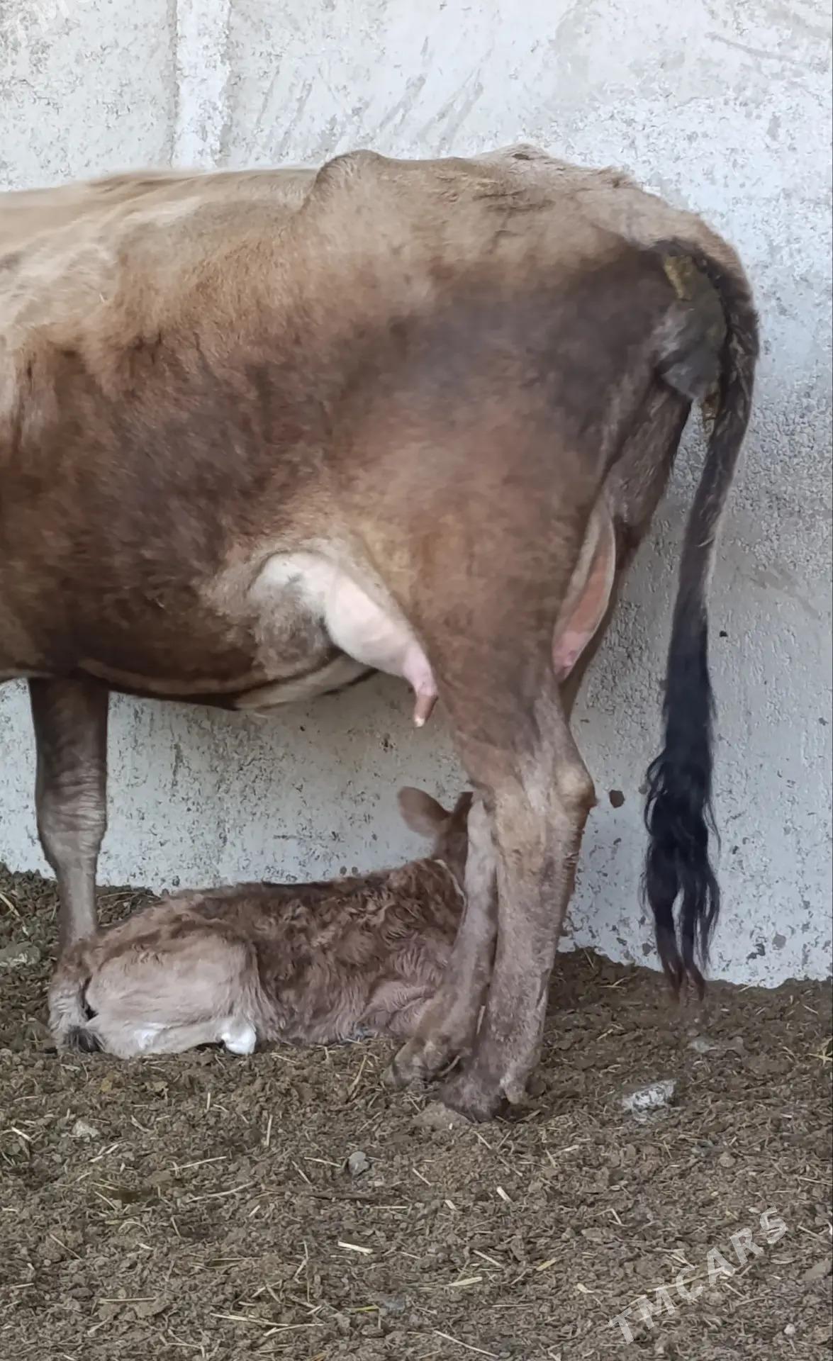 GÖLELİ SYGYR - Гёкдепе - img 2