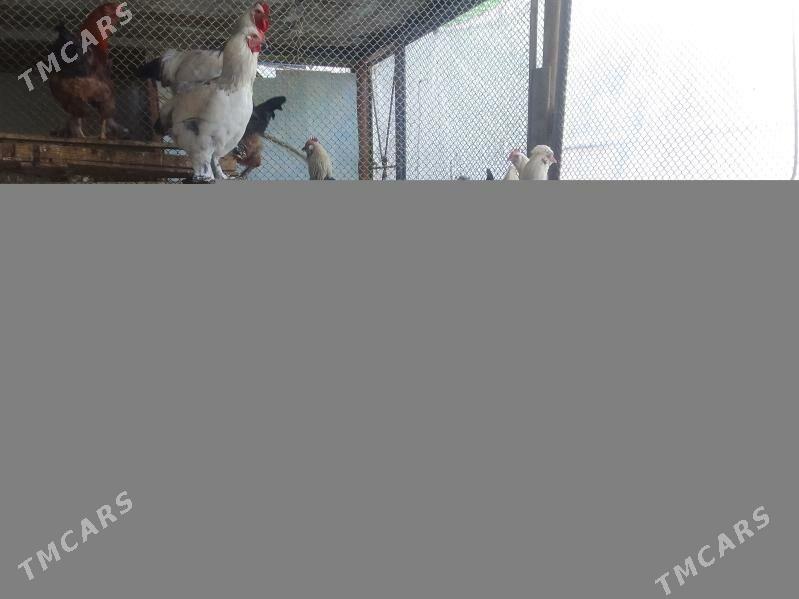 Horaz - Aşgabat - img 2