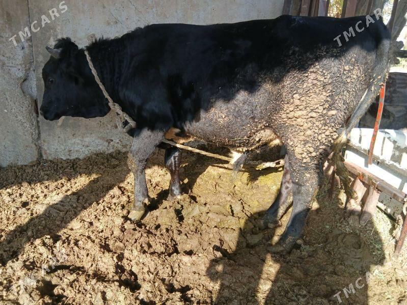 gbrıt okuz - Ак-Бугдайский этрап - img 3