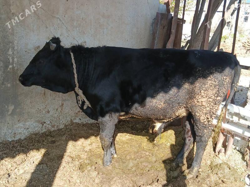 gbrıt okuz - Ак-Бугдайский этрап - img 4