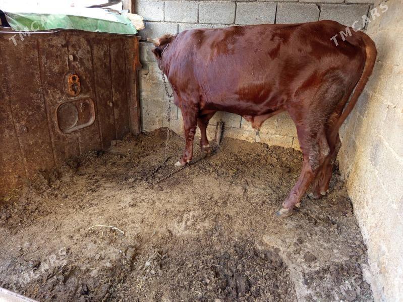 öküz - Büzmeýin - img 2