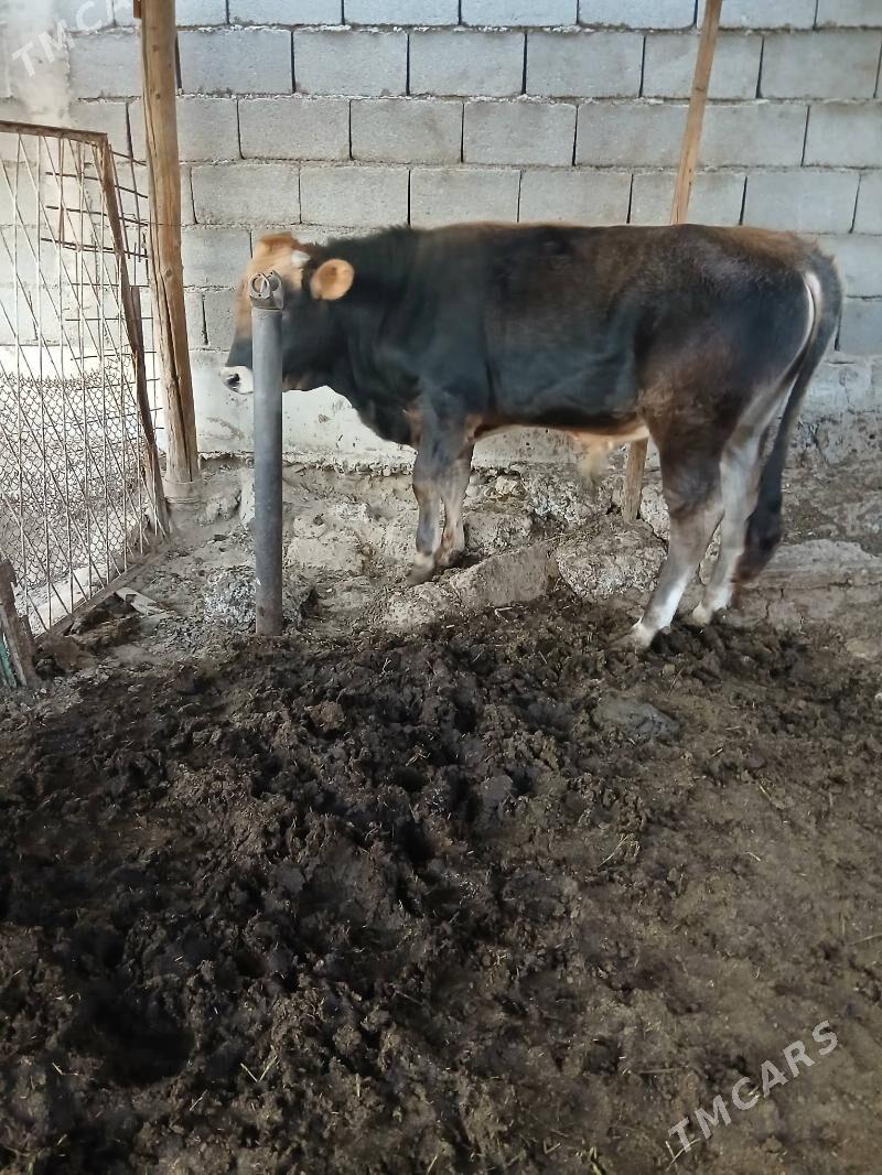 okuz - Ашхабад - img 2