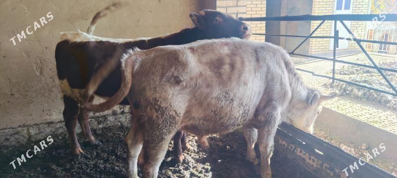 öküzler - Векильбазар - img 2