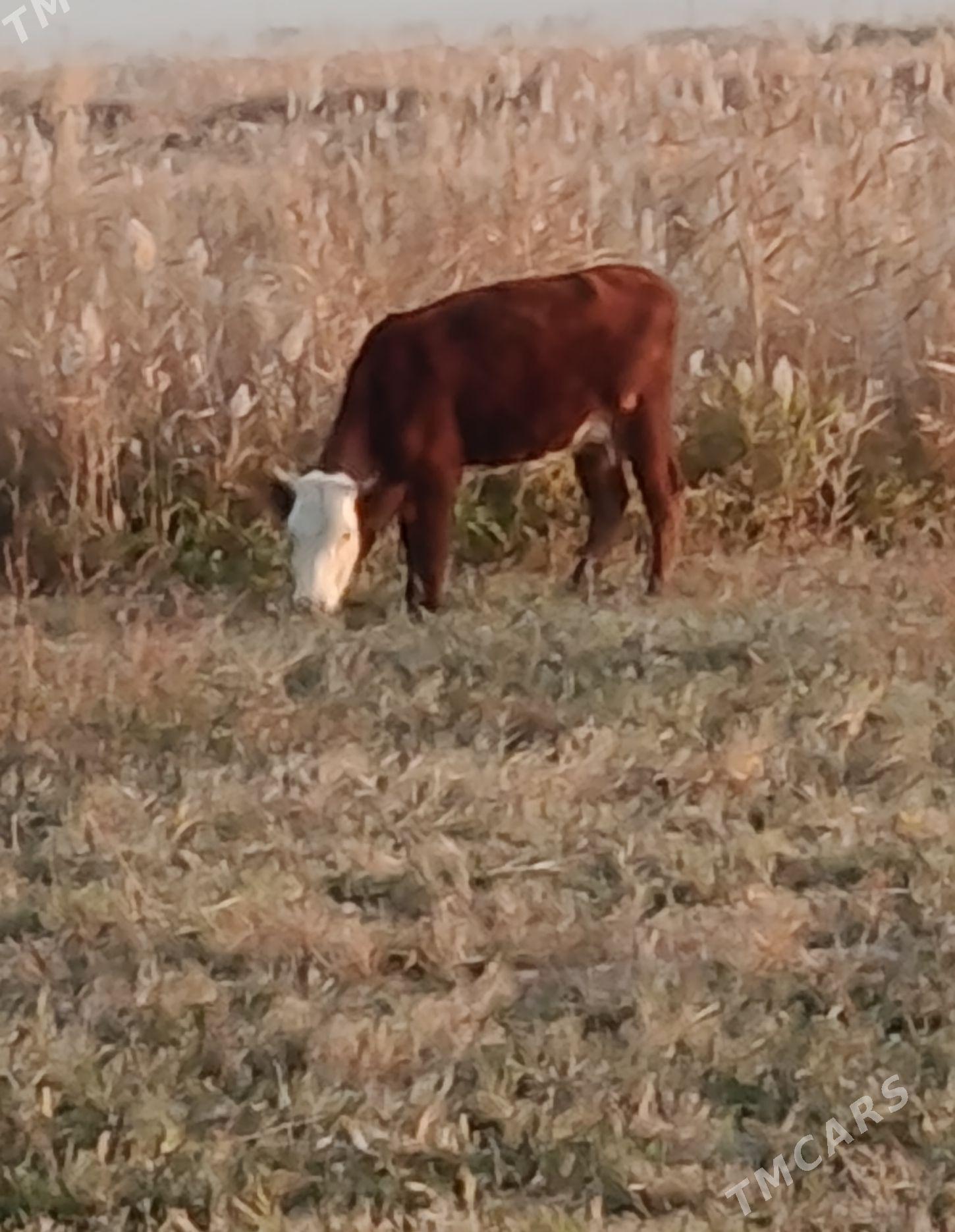 sygyr - Bäherden - img 4