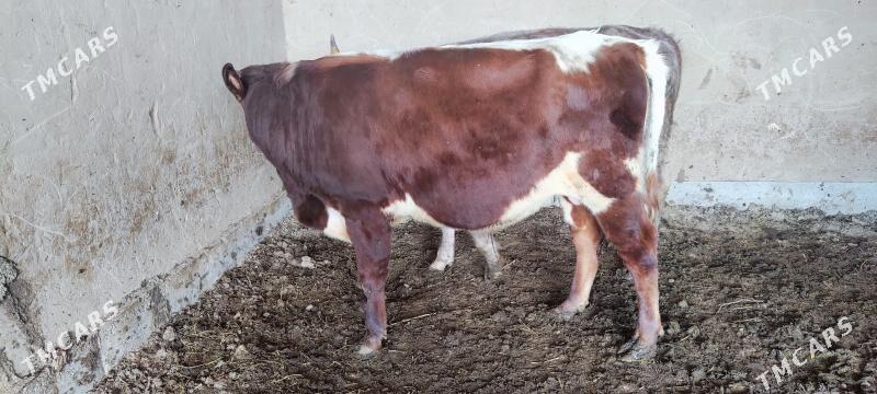 öküzler - Векильбазар - img 3