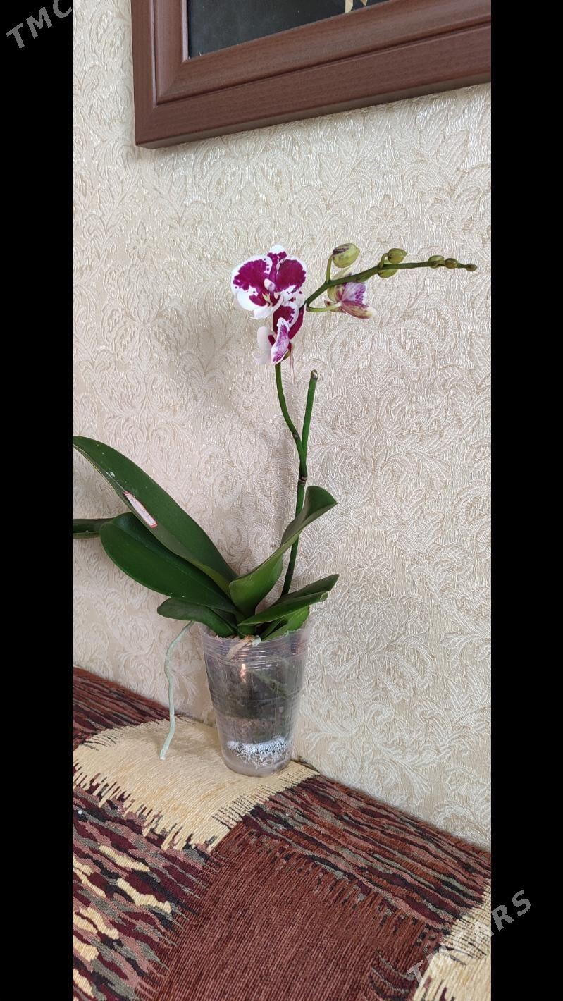 цветы - Ашхабад - img 2