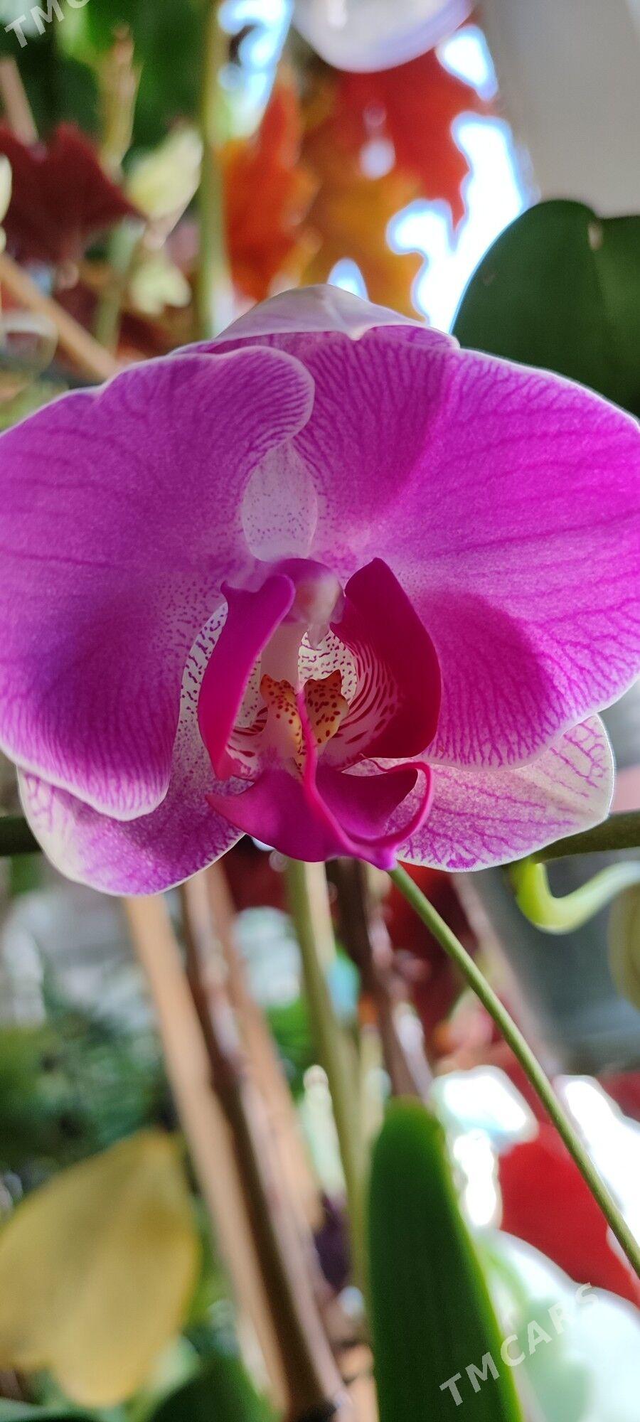 цветы - Ашхабад - img 4