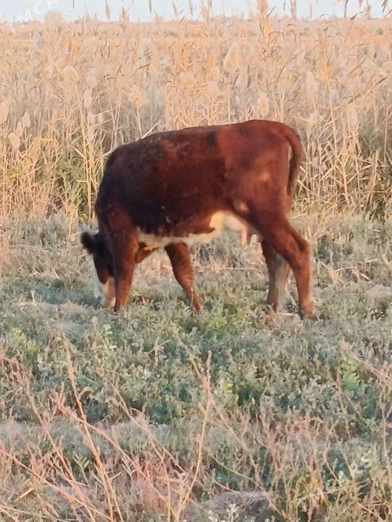 sygyr - Bäherden - img 3
