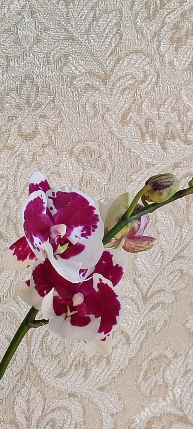 цветы - Ашхабад - img 3