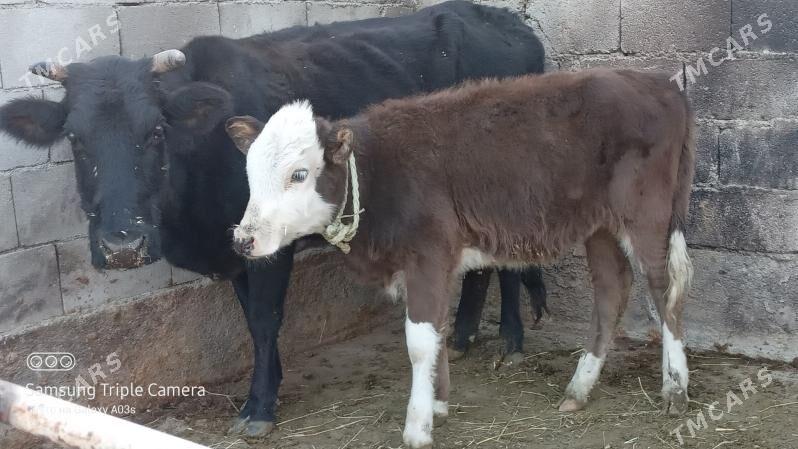 goleli sygyr - Гёкдепе - img 2