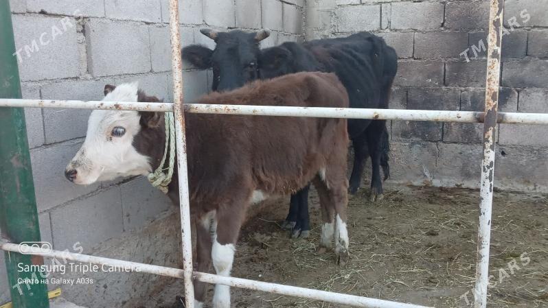 goleli sygyr - Гёкдепе - img 4