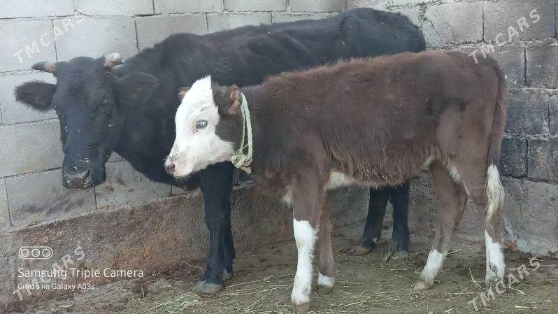 goleli sygyr - Гёкдепе - img 5