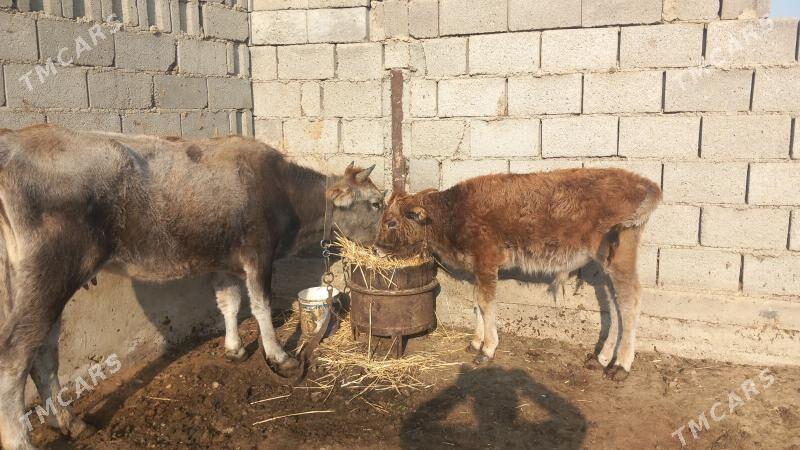 Göleli Sygyr - Gyzylarbat - img 2