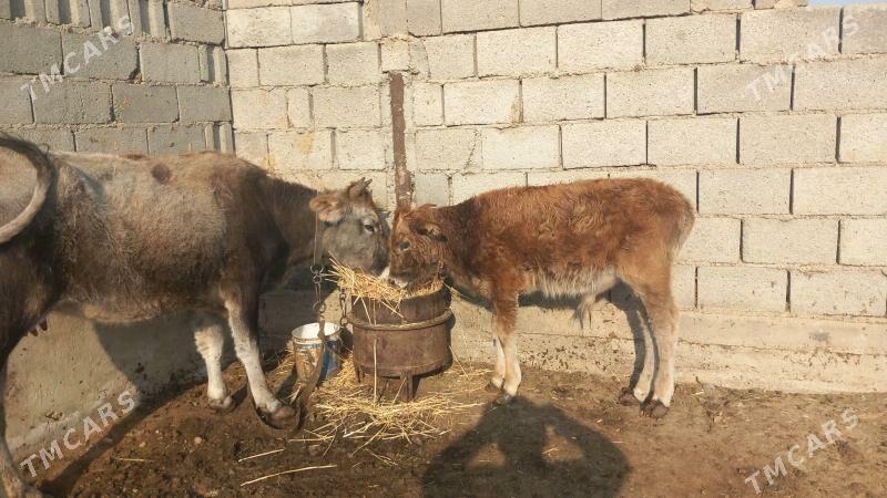 Göleli Sygyr - Gyzylarbat - img 4