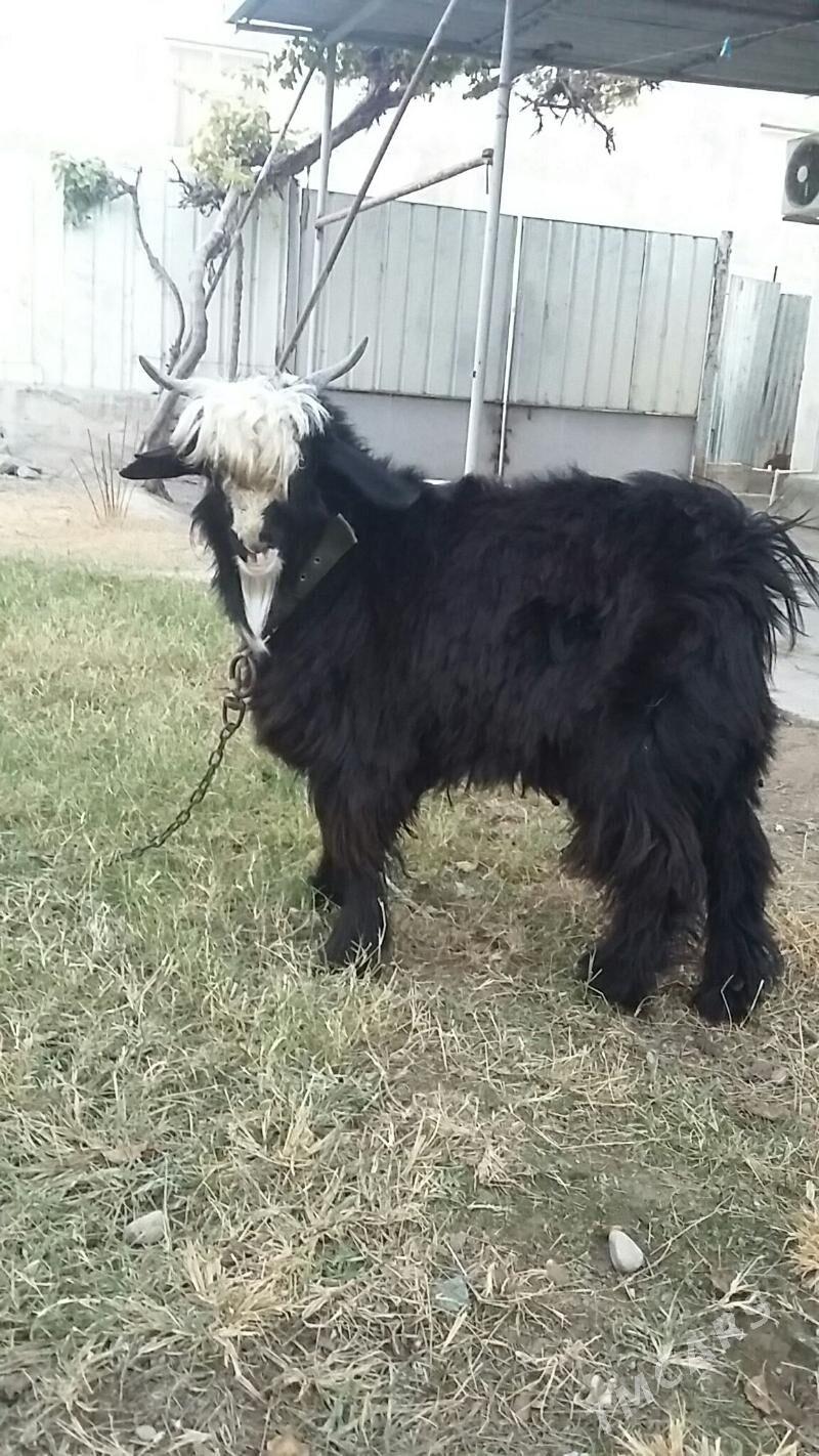 Teke - Büzmeýin - img 3