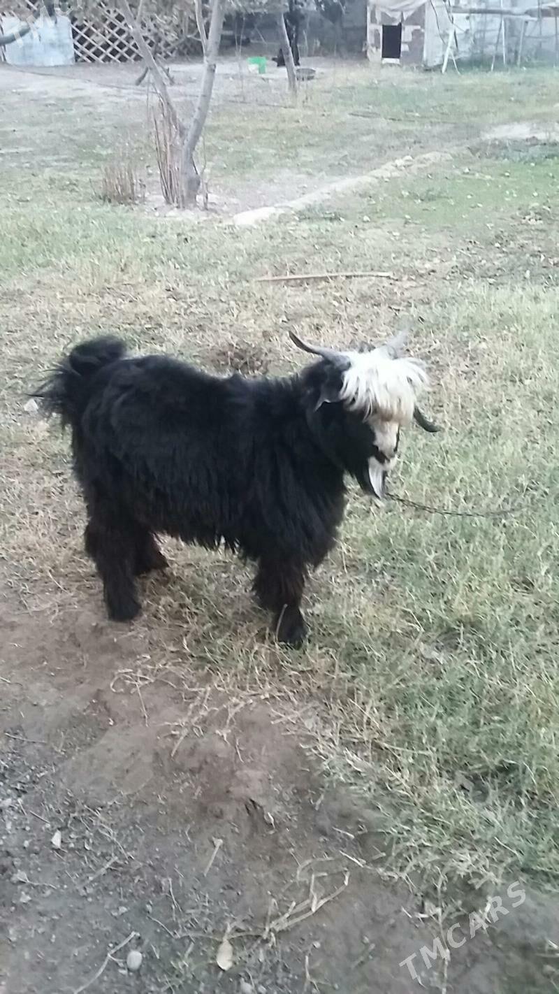 Teke - Büzmeýin - img 2