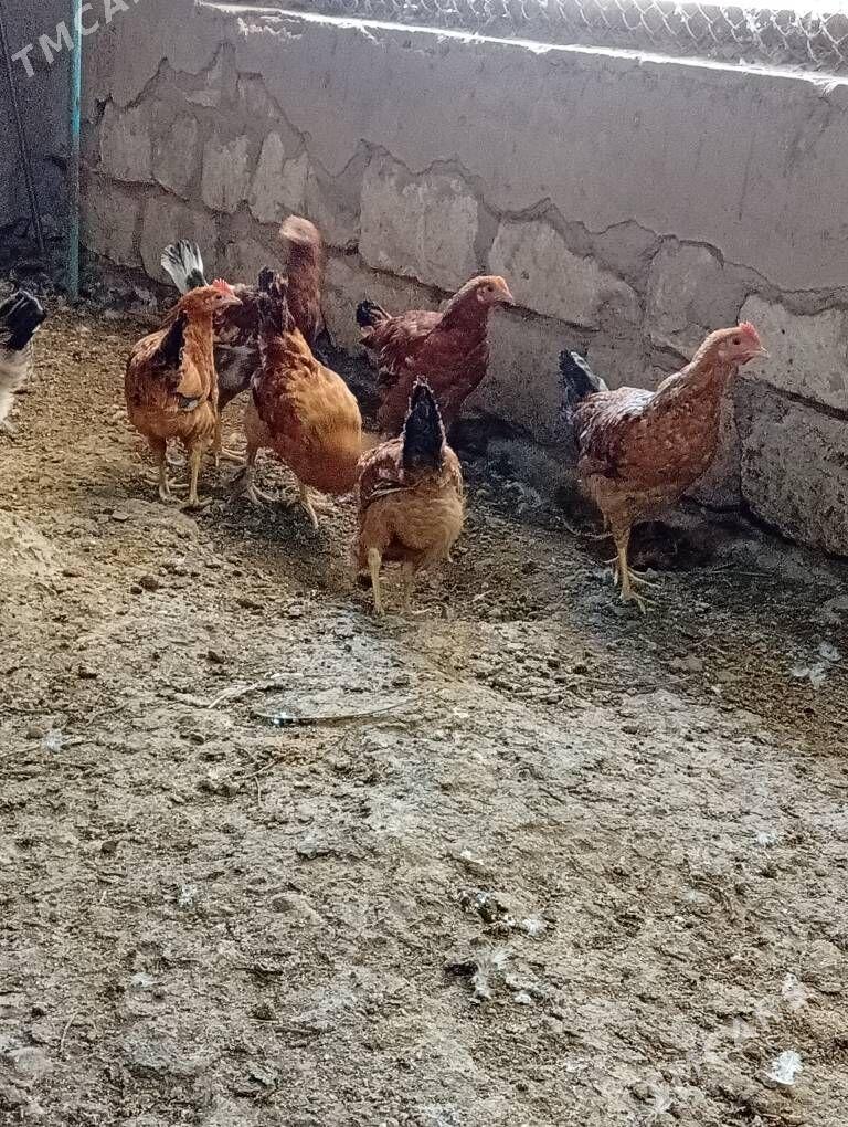 Horazlar - Гызыларбат - img 2