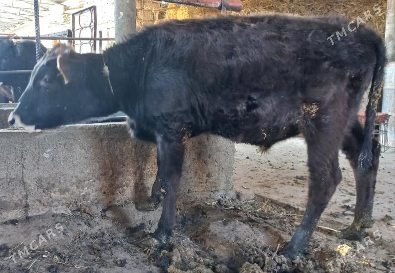 okuz - Яшлык - img 2